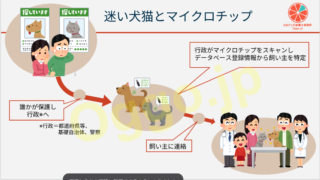 動物愛護管理法の改正（犬猫へのマイクロチップ装着＆情報登録の強化）